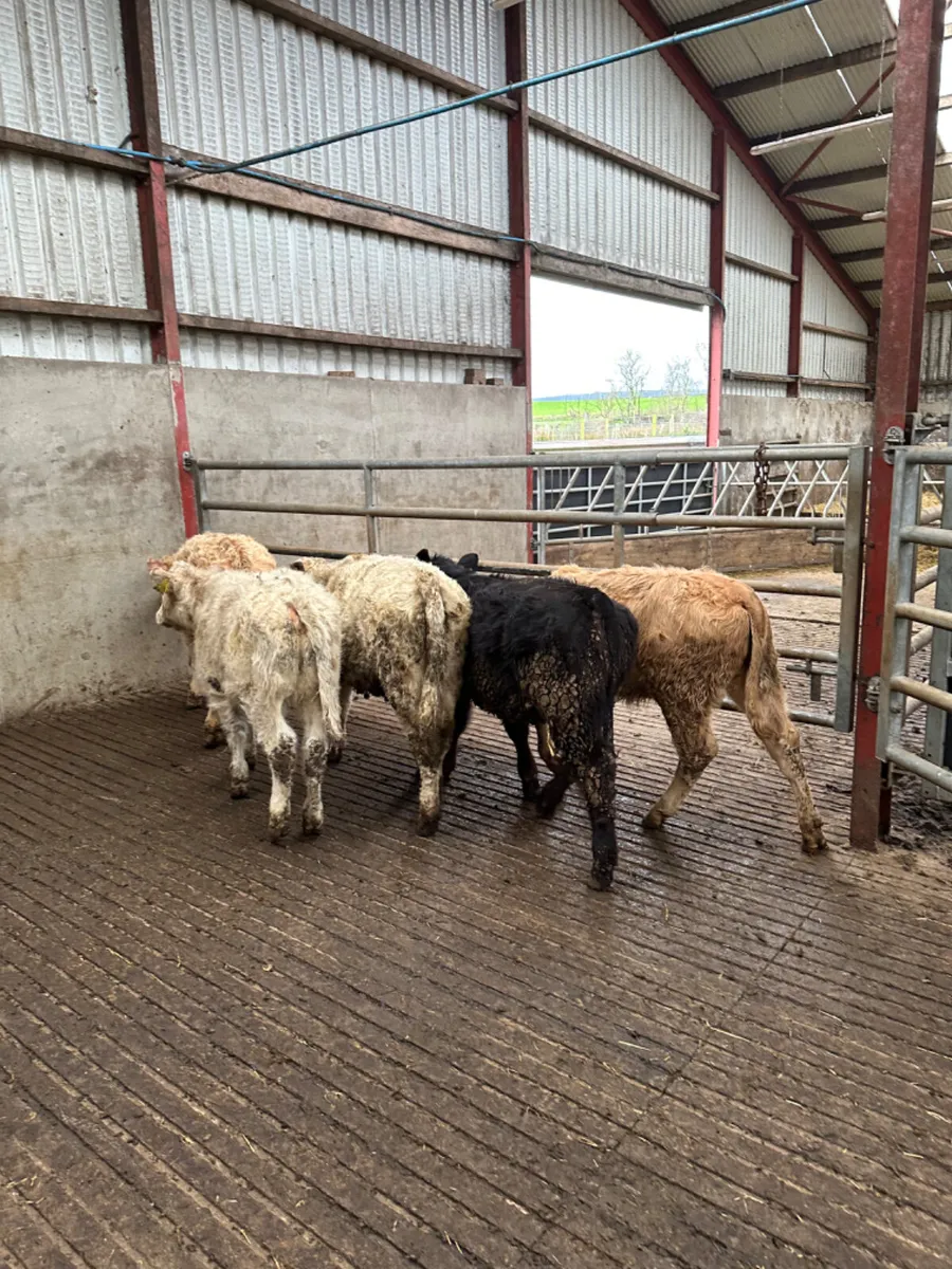 Charolais and lim heifers - Image 3