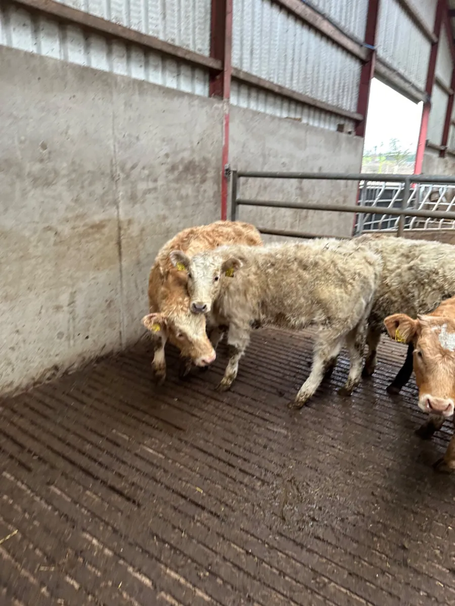 Charolais and lim heifers - Image 2