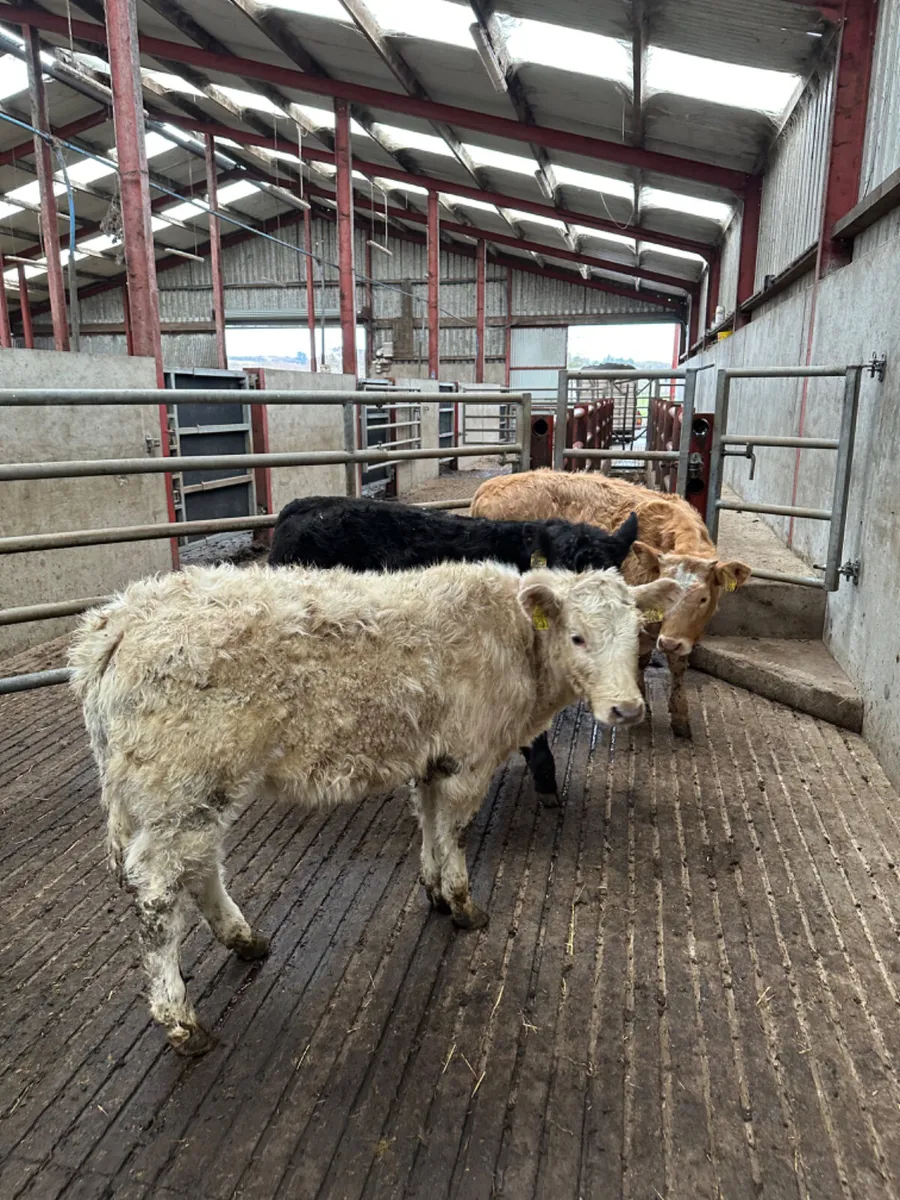 Charolais and lim heifers - Image 1