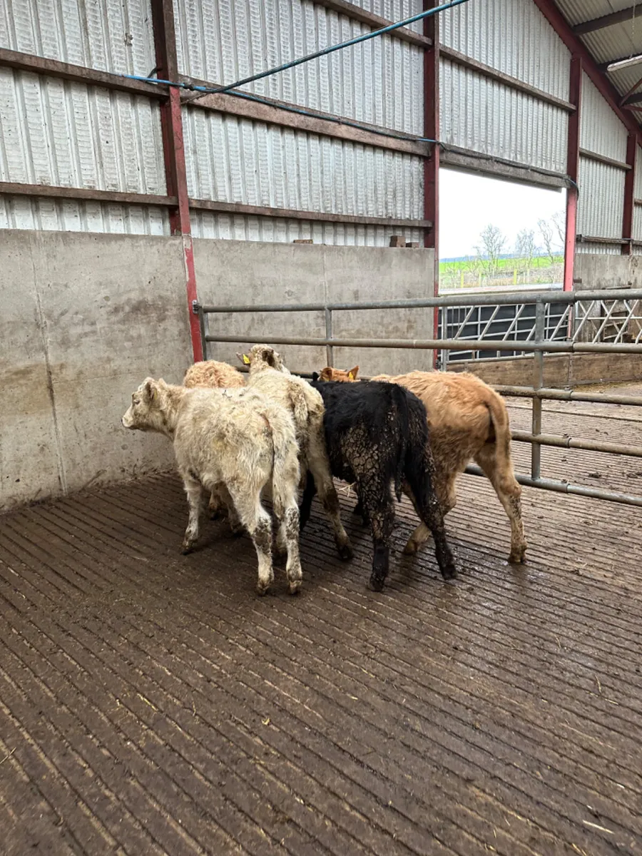 Charolais and lim heifers - Image 4