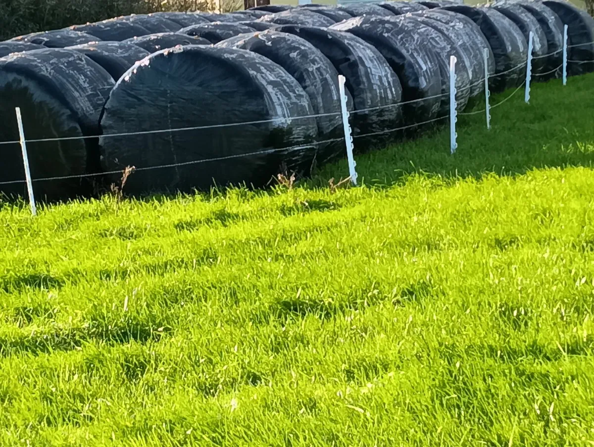 Second cut silage bales - Image 1
