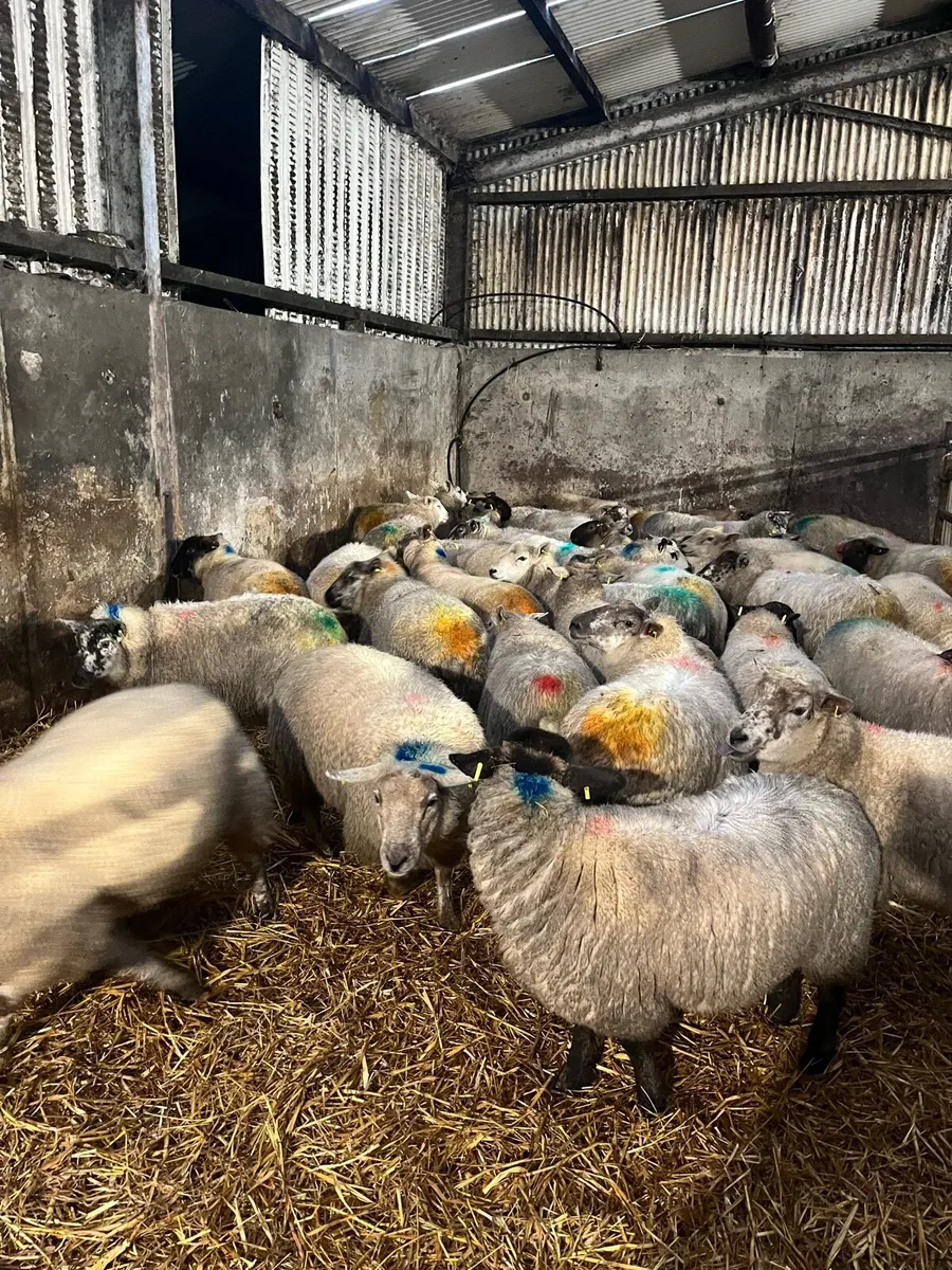 In lamb ewes - Image 3