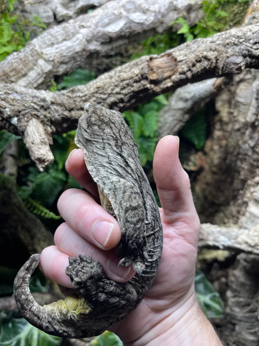 Leachie Gecko - Image 2