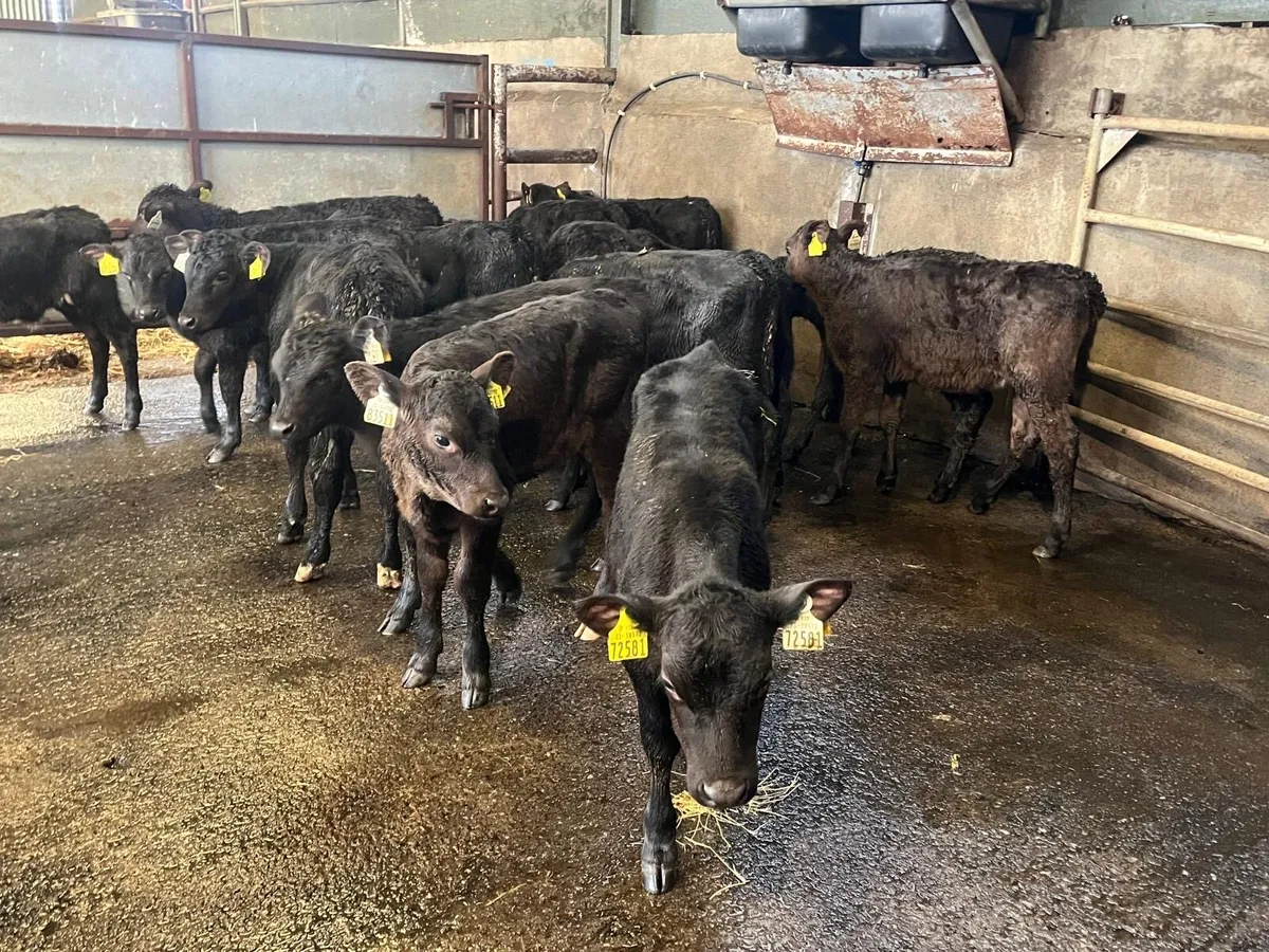 20 super reared Angus heifers - Image 1