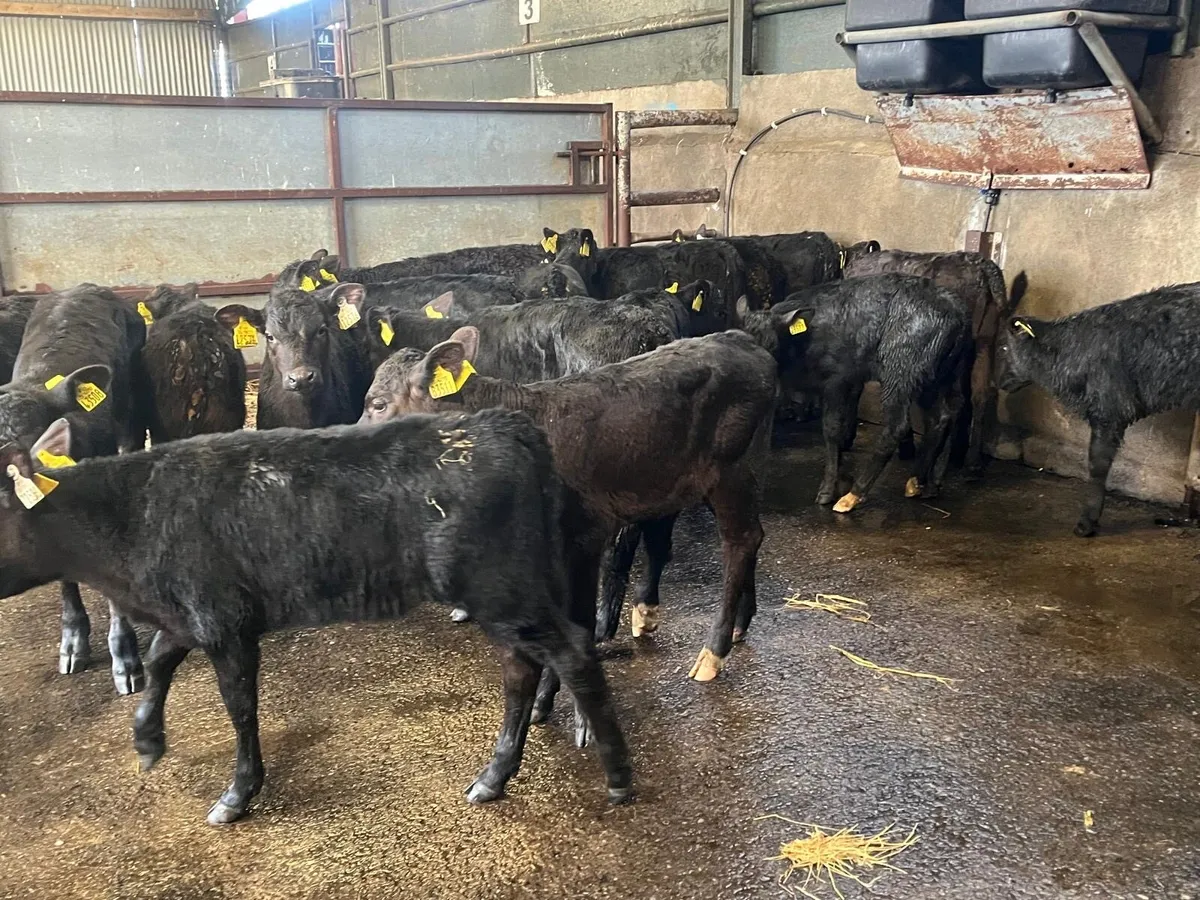 20 super reared Angus heifers - Image 2