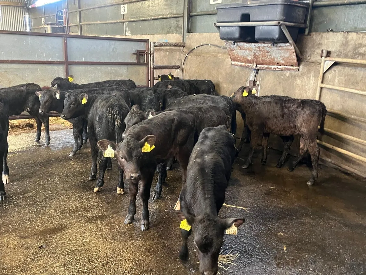 20 super reared Angus heifers - Image 3