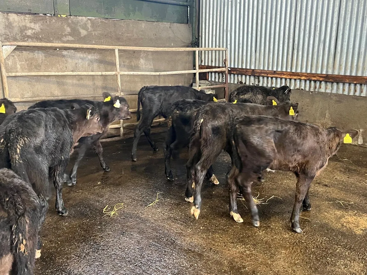 20 super reared Angus heifers - Image 4