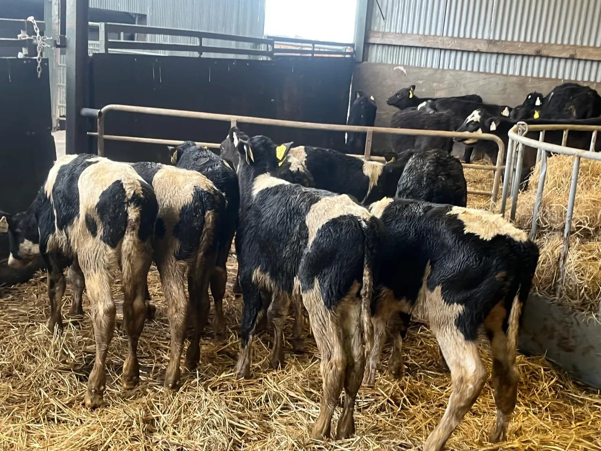 9 super reared Frisian bull calf’s - Image 1