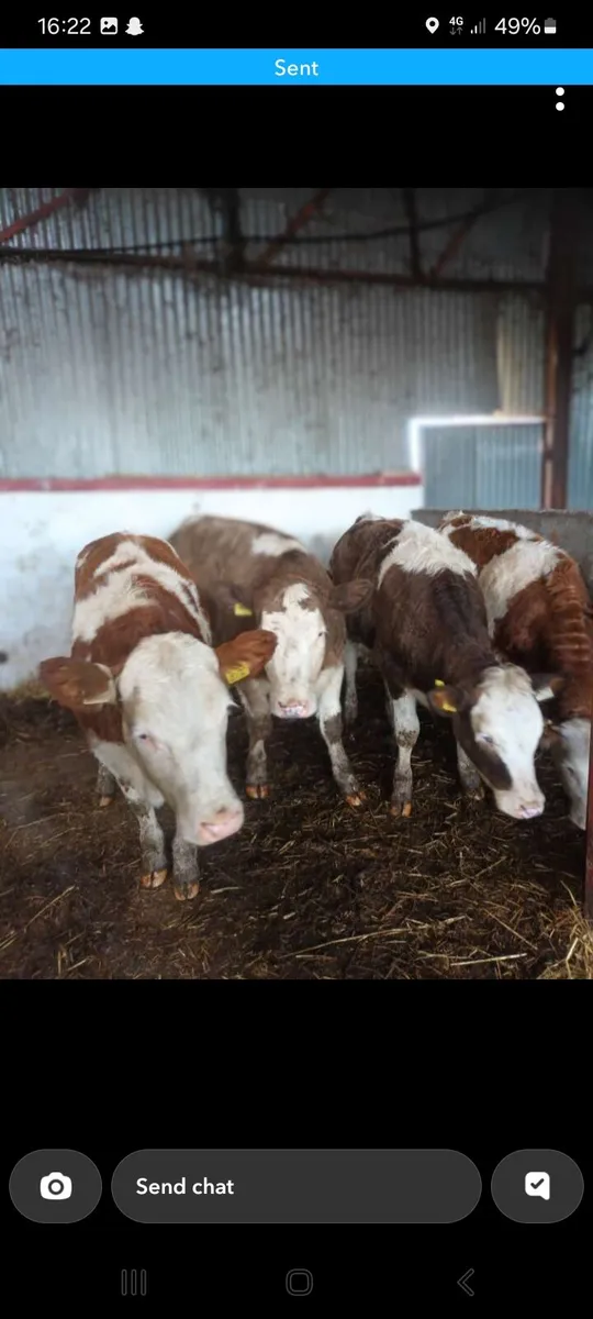 4 super simmental heifers - Image 1