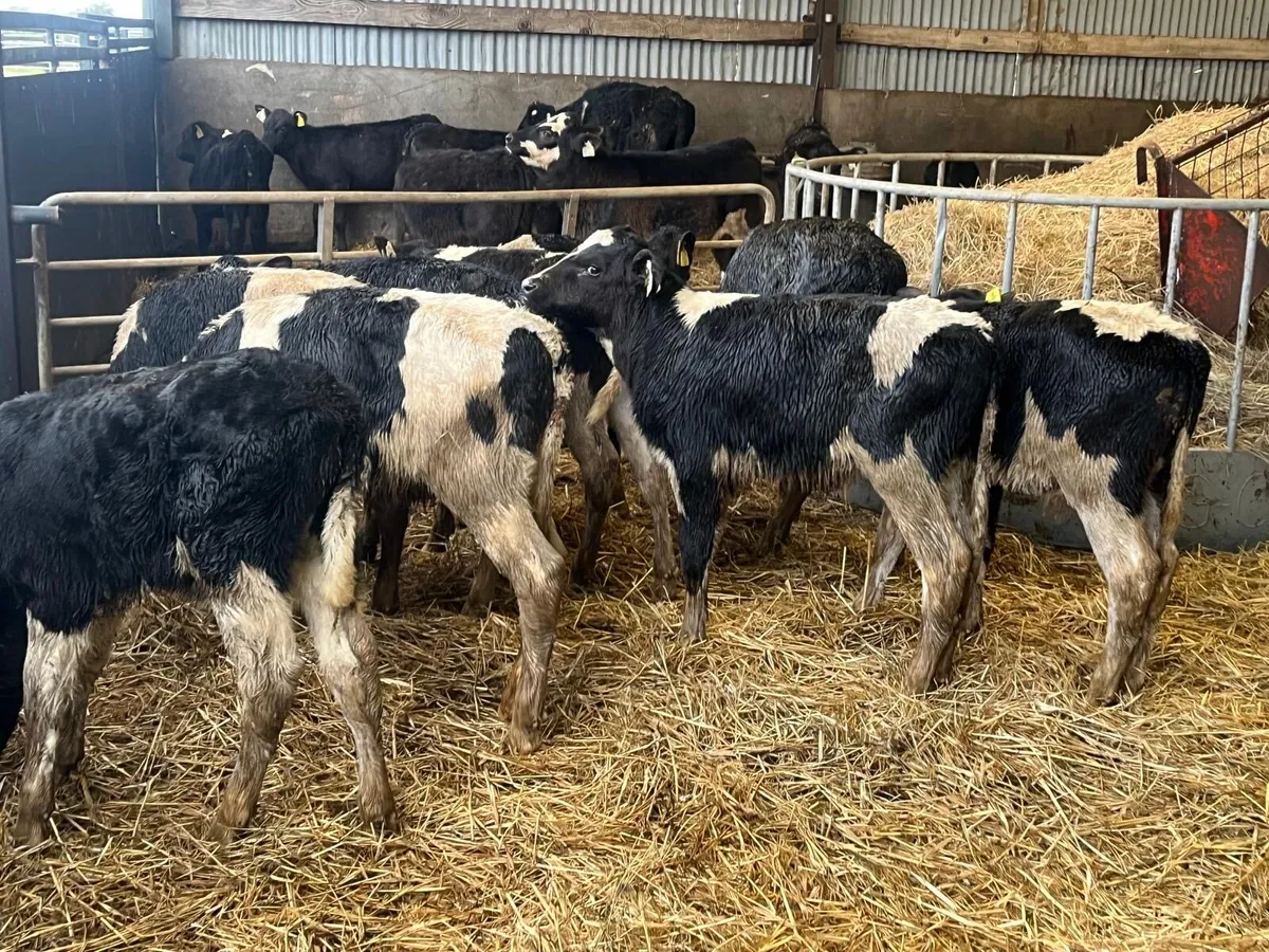 9 super reared Frisian bull calf’s - Image 3