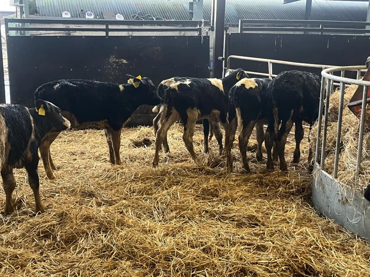 9 super reared Frisian bull calf’s - Image 4