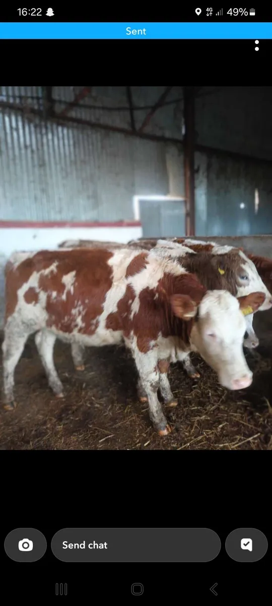 4 super simmental heifers - Image 3