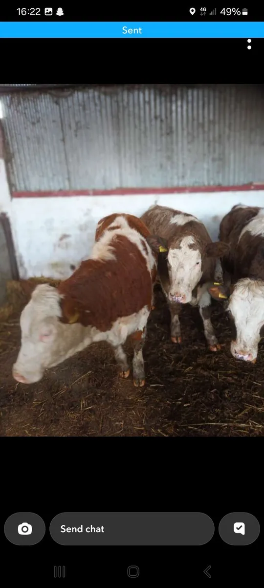 4 super simmental heifers - Image 4