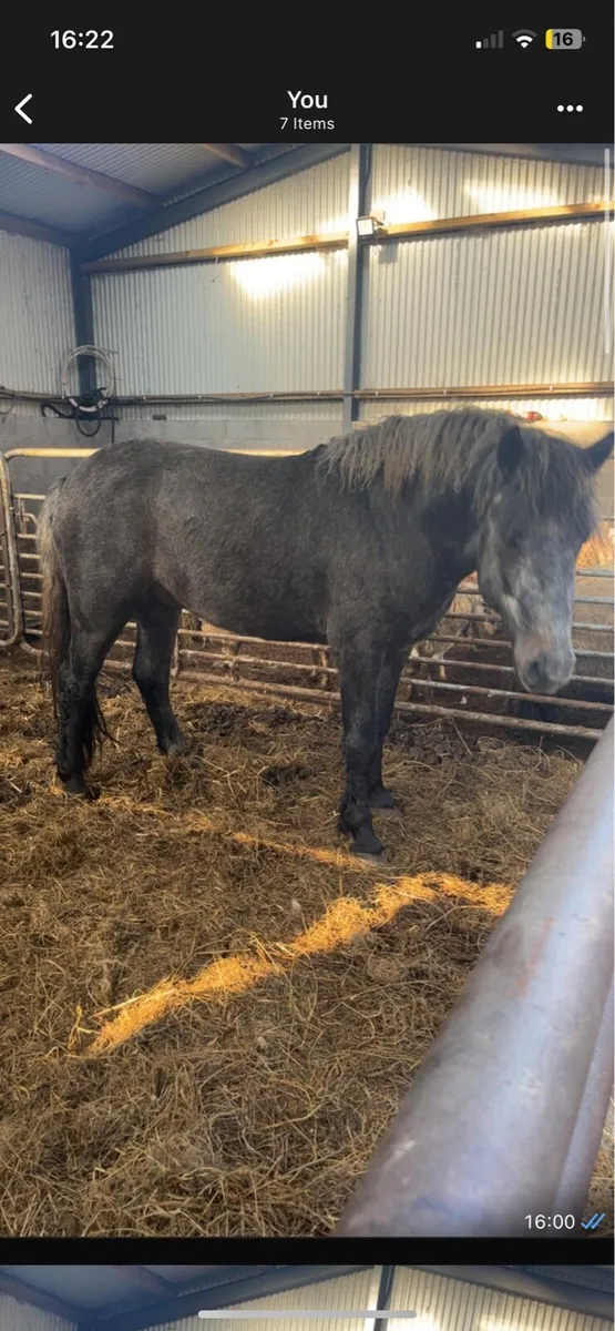 Connemara colt - Image 1