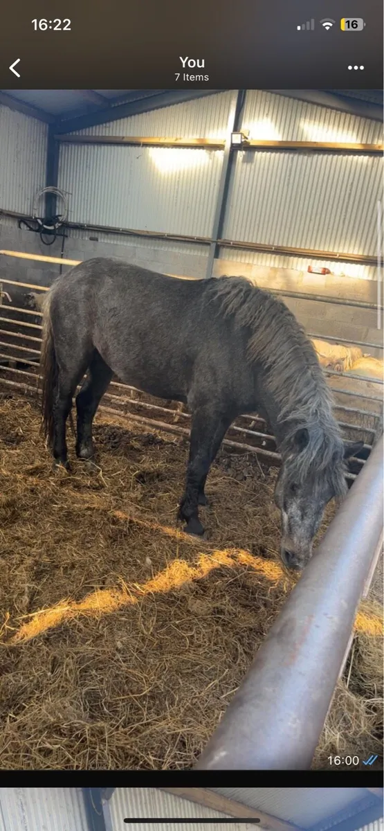 Connemara colt - Image 2