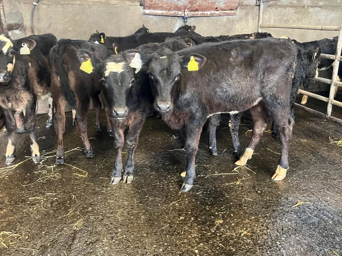 9 super Angus runner heifer weanlings - Image 1