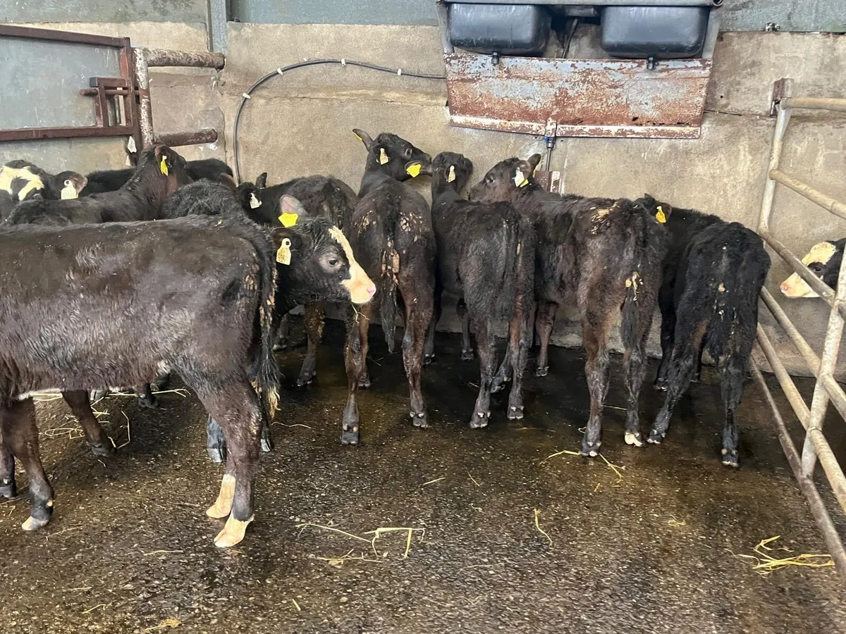 9 super Angus runner heifer weanlings - Image 2