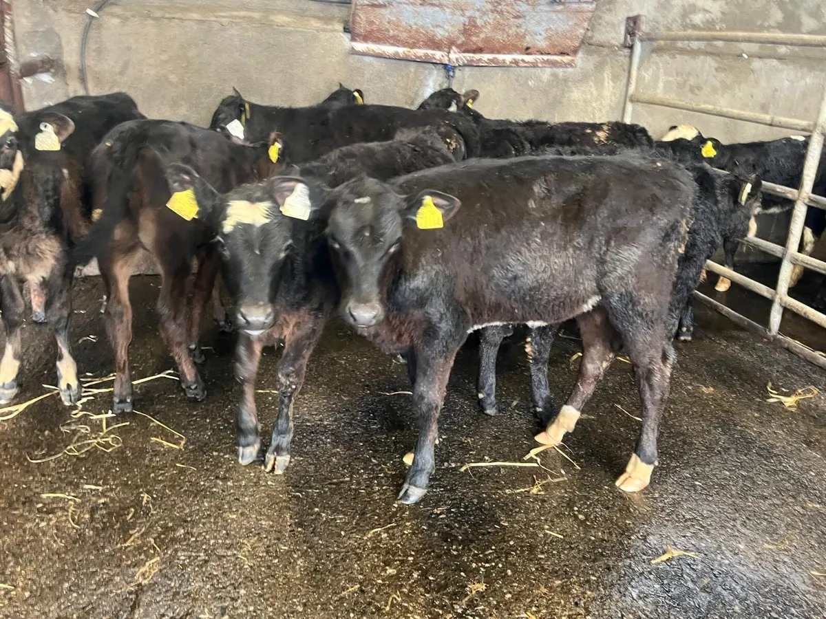 9 super Angus runner heifer weanlings - Image 3