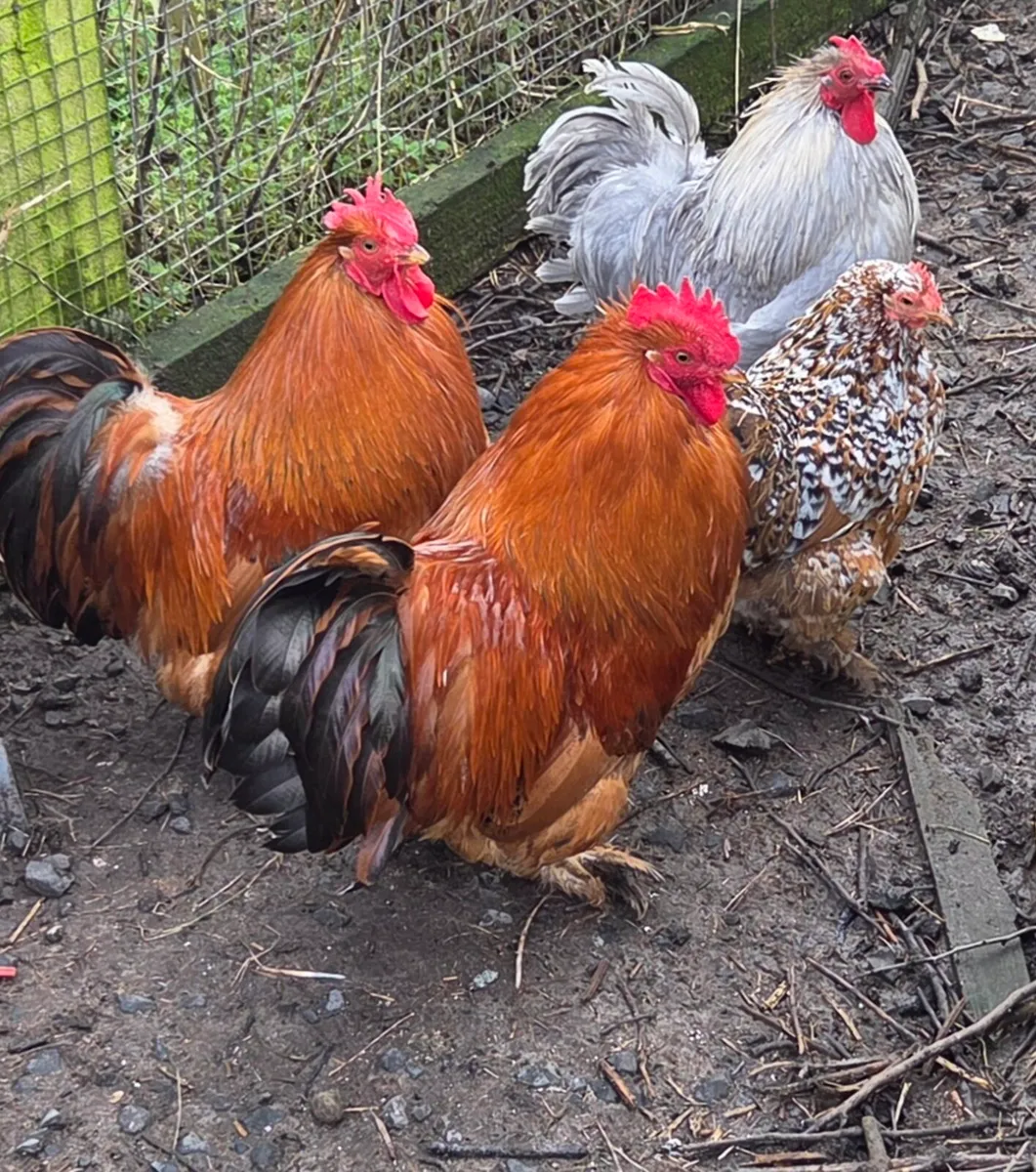 Bantam roosters