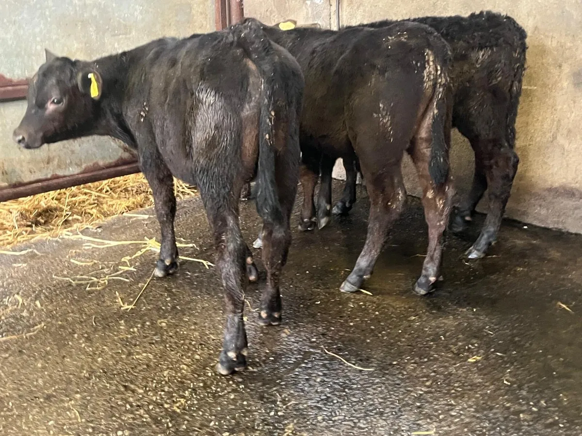 3 super Angus bull runners - Image 2