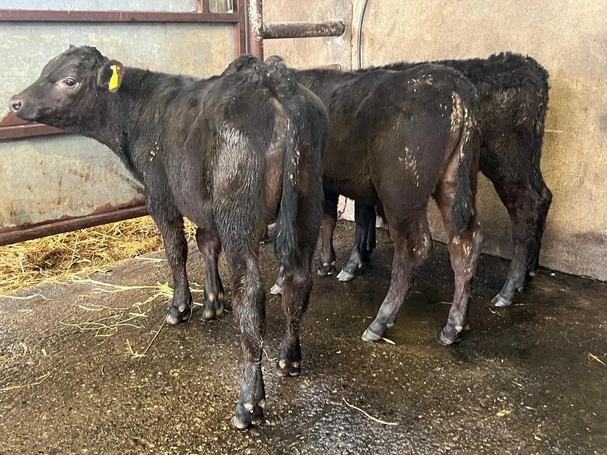 3 super Angus bull runners - Image 3