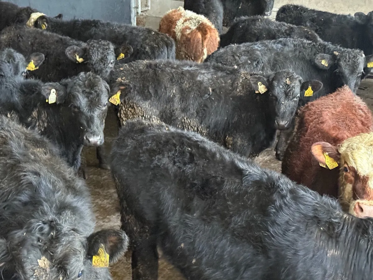 25  ABERDEEN ANGUS BULLOCKS - Image 1