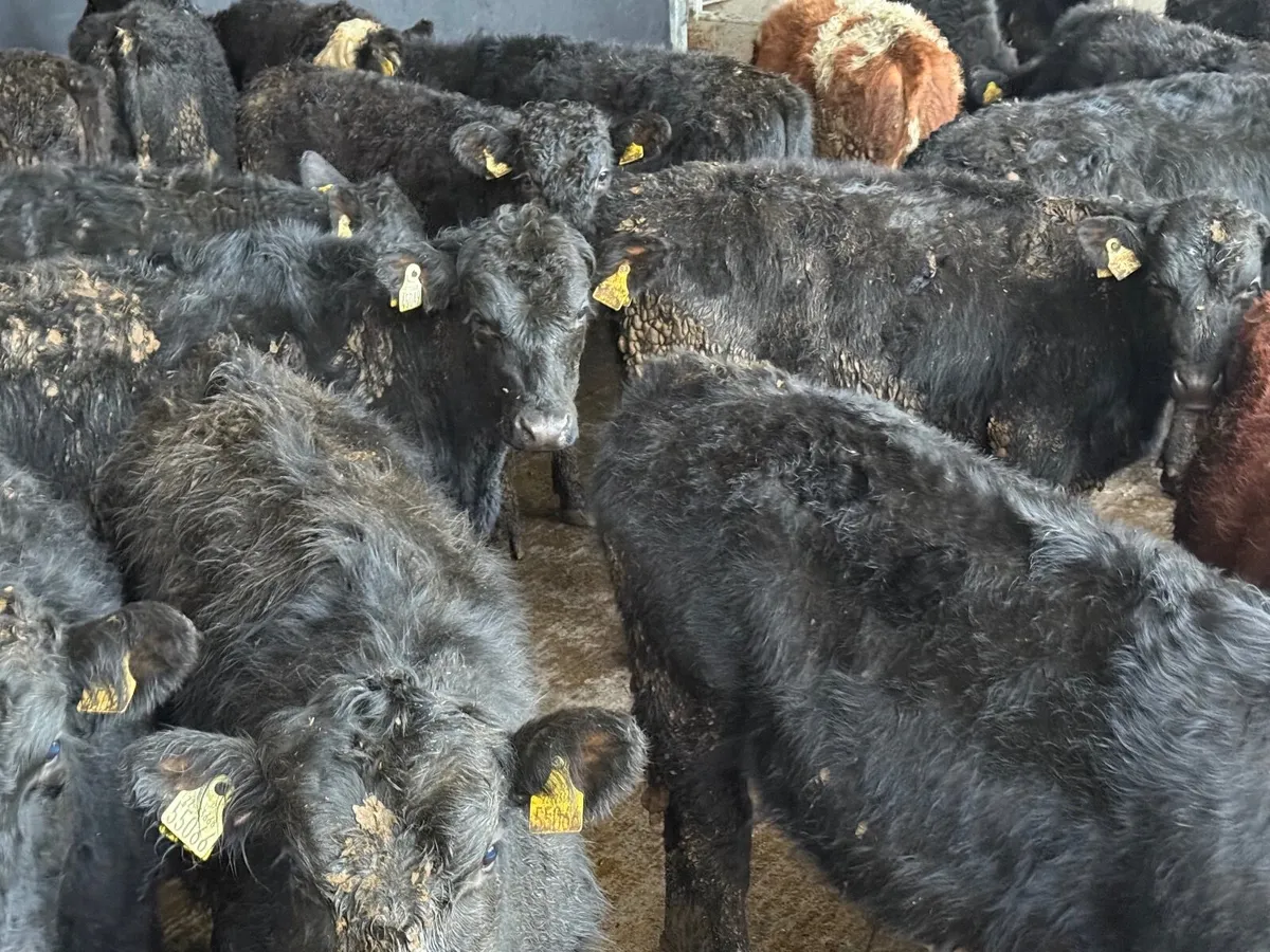25  ABERDEEN ANGUS BULLOCKS - Image 2
