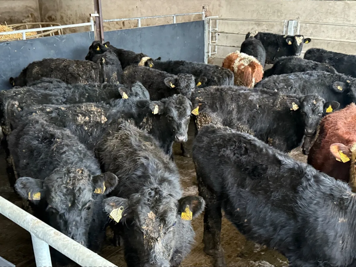 25  ABERDEEN ANGUS BULLOCKS - Image 3