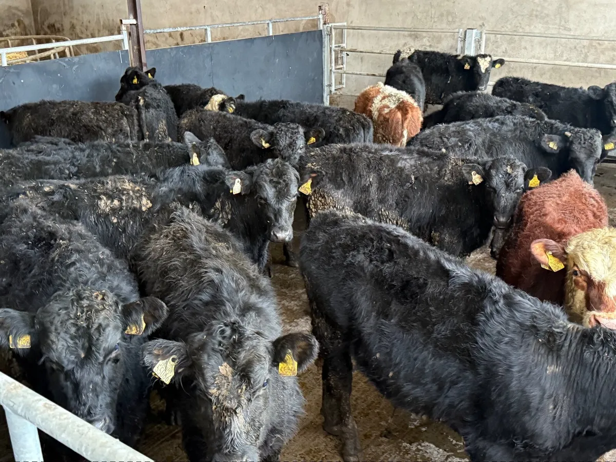 25  ABERDEEN ANGUS BULLOCKS - Image 4