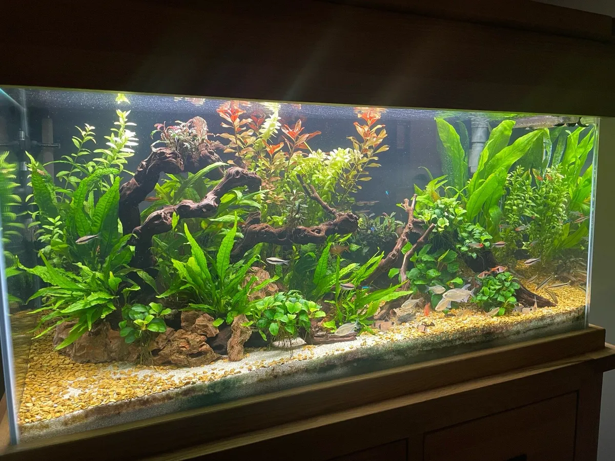 200 LTR Solid Oak Aquarium - Image 3