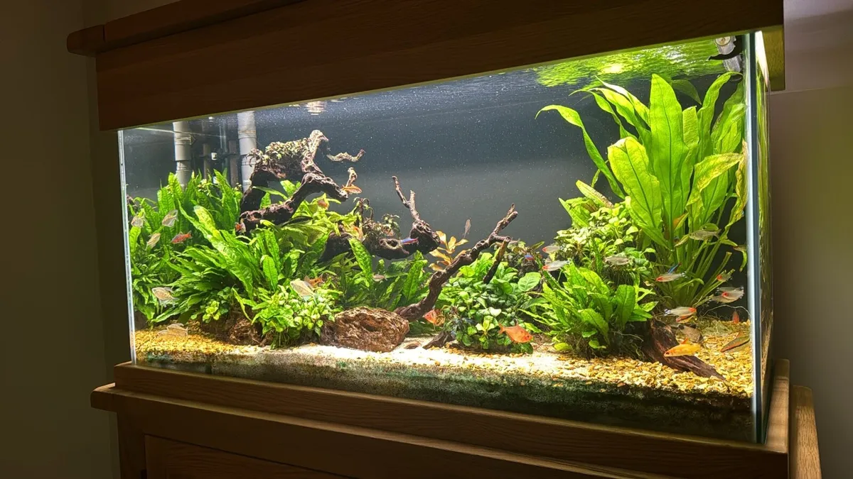 200 LTR Solid Oak Aquarium - Image 4