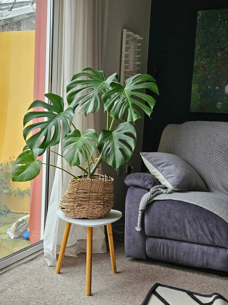 Monstera and Palm - Image 1