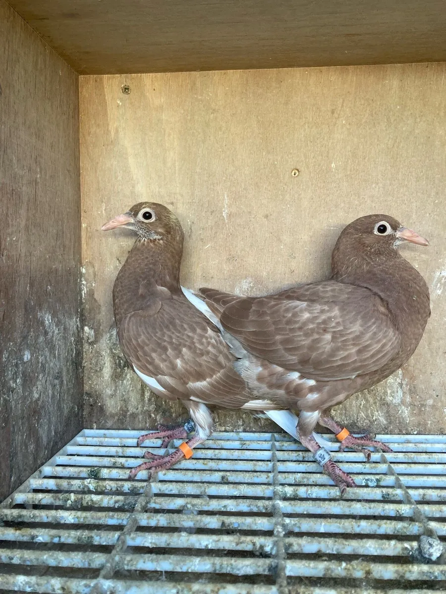 Coloured homer pigeons - Image 1