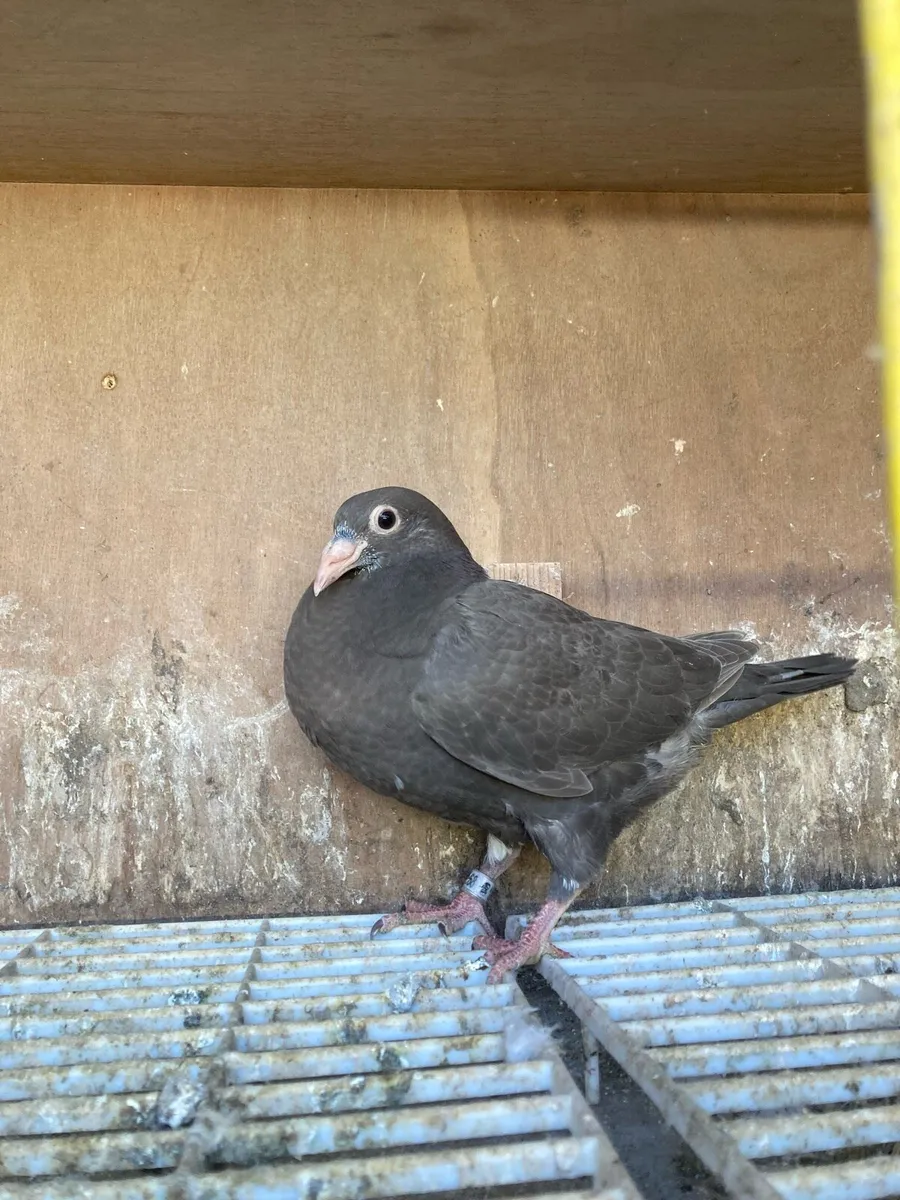 Coloured homer pigeons - Image 2