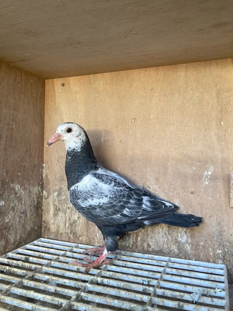 Coloured homer pigeons - Image 3