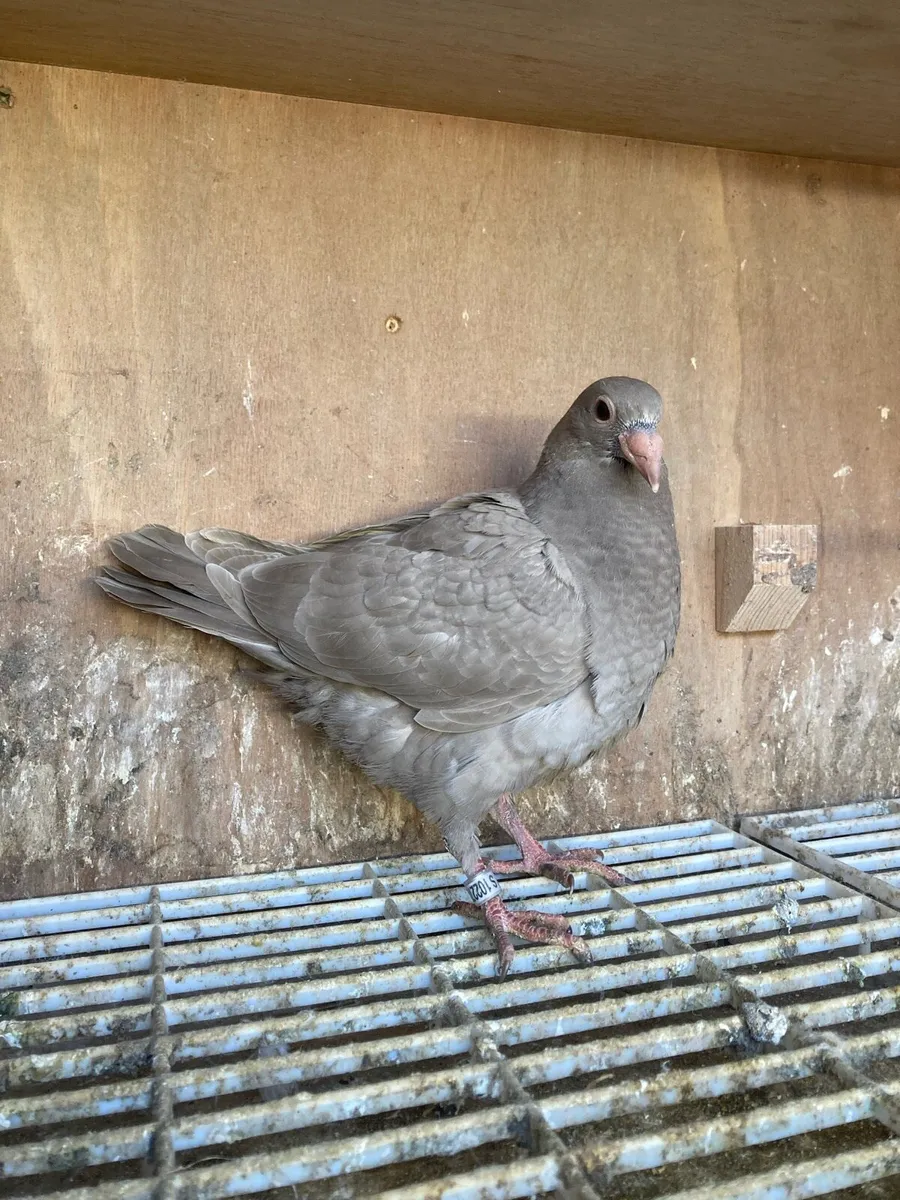 Coloured homer pigeons - Image 4
