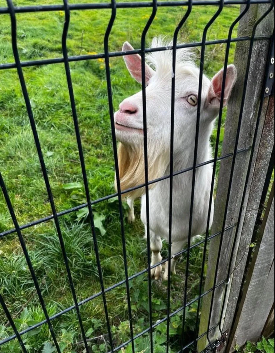Goat - Image 1