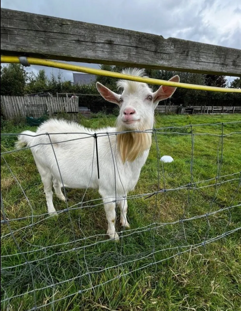 Goat - Image 2