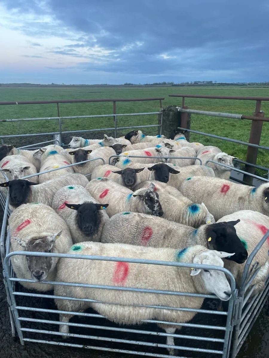 Cull ewes - Image 1