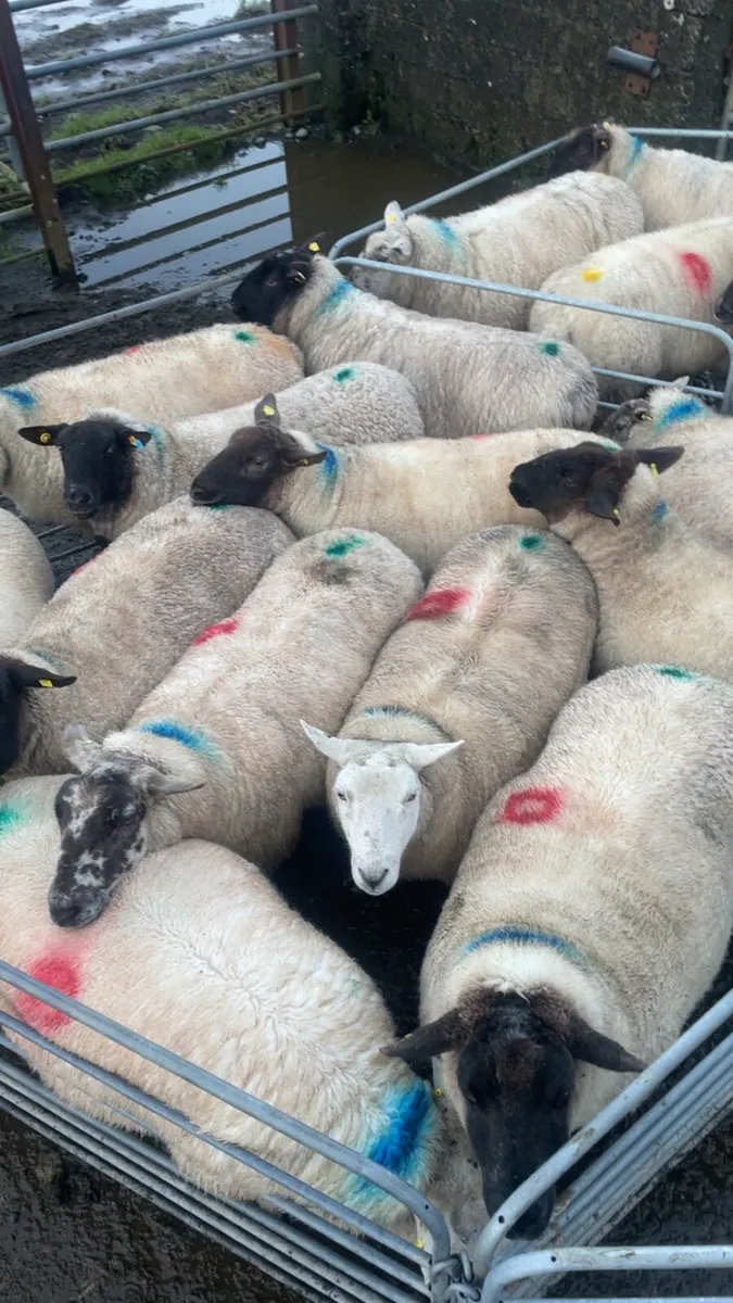 Cull ewes - Image 3