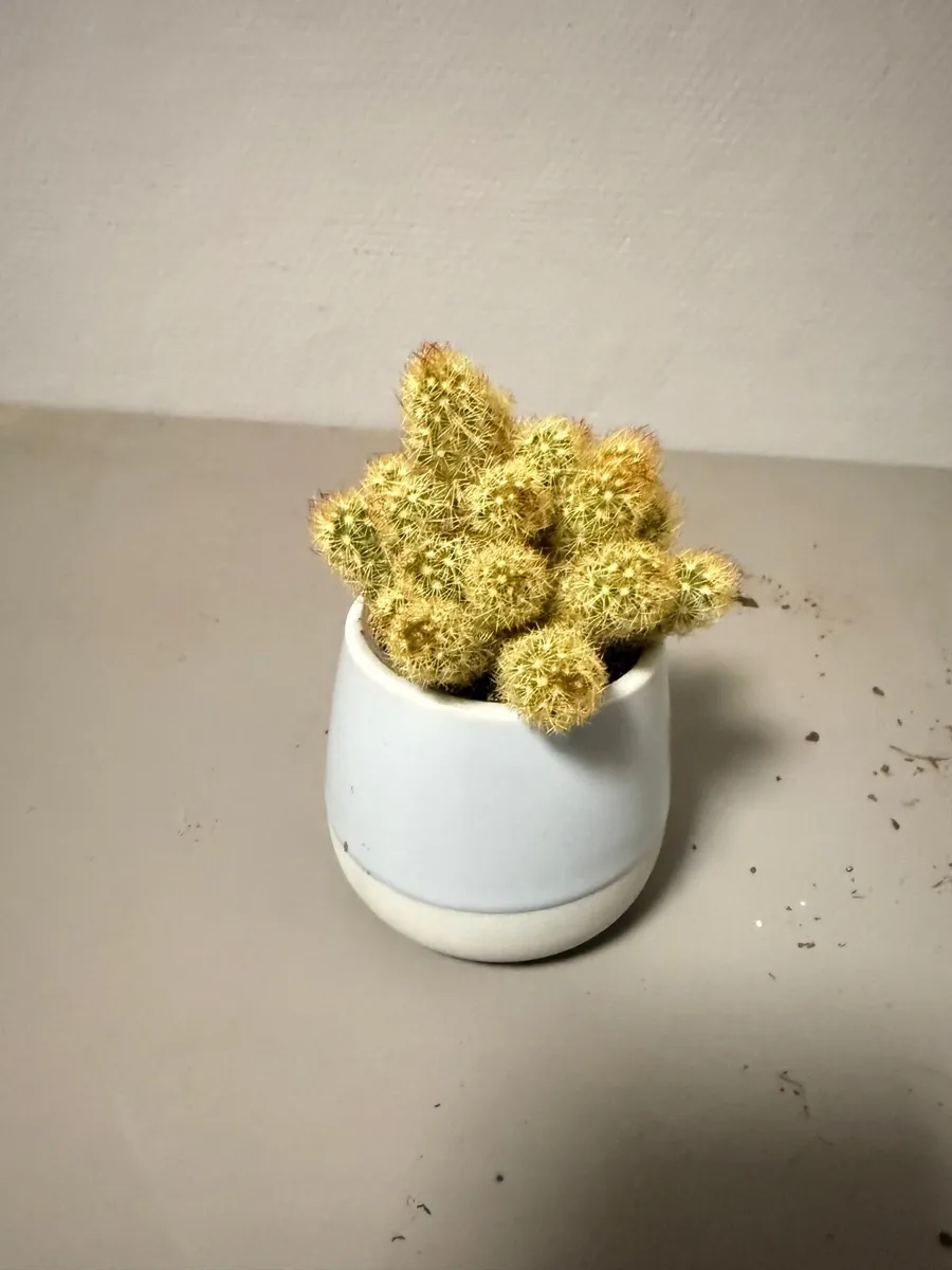 Cactus /Cacti for sale. Thimble hairy Peruvian - Image 2