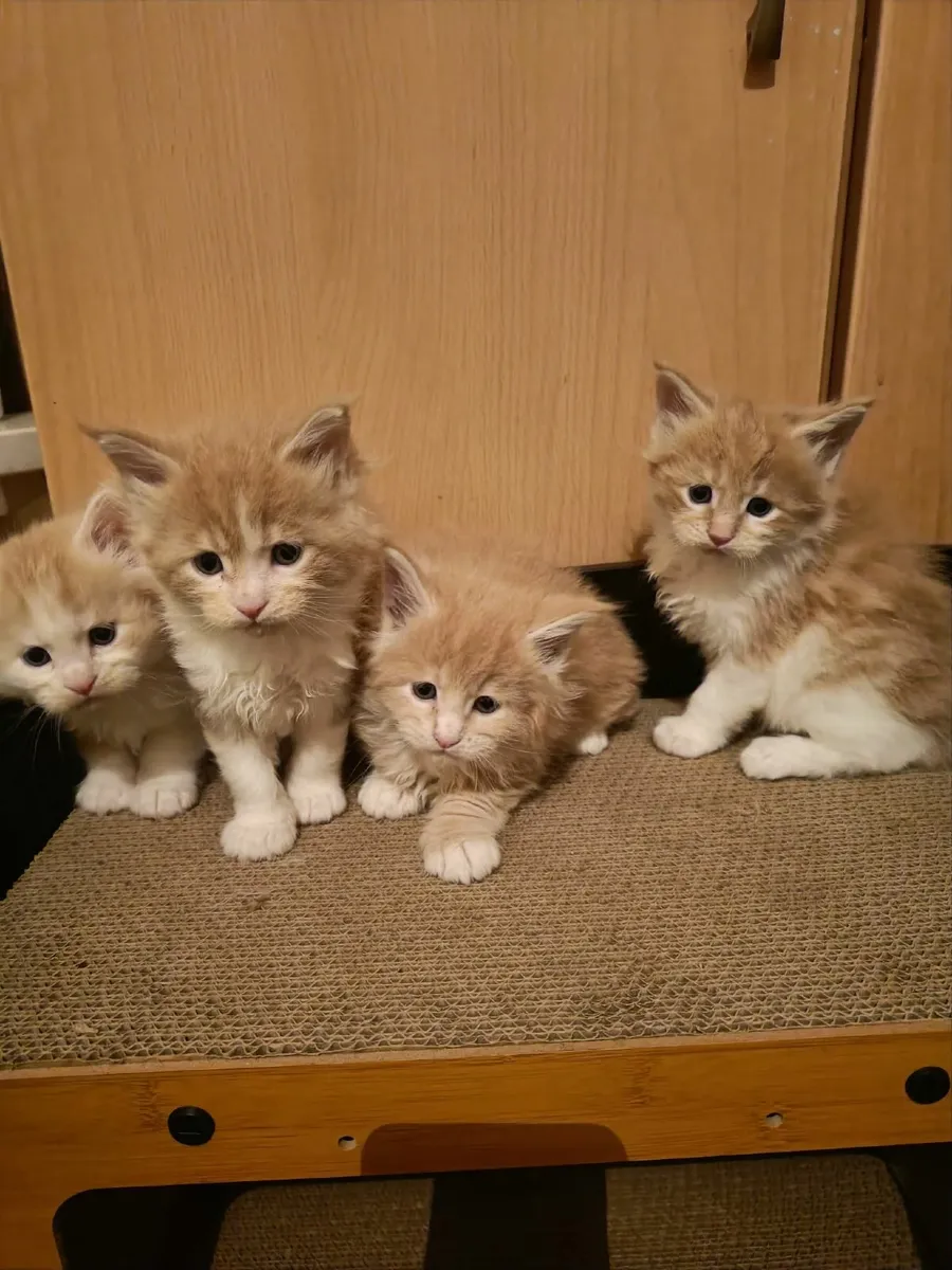Maine Coon kitten registered with the WSFfor sale - Image 1