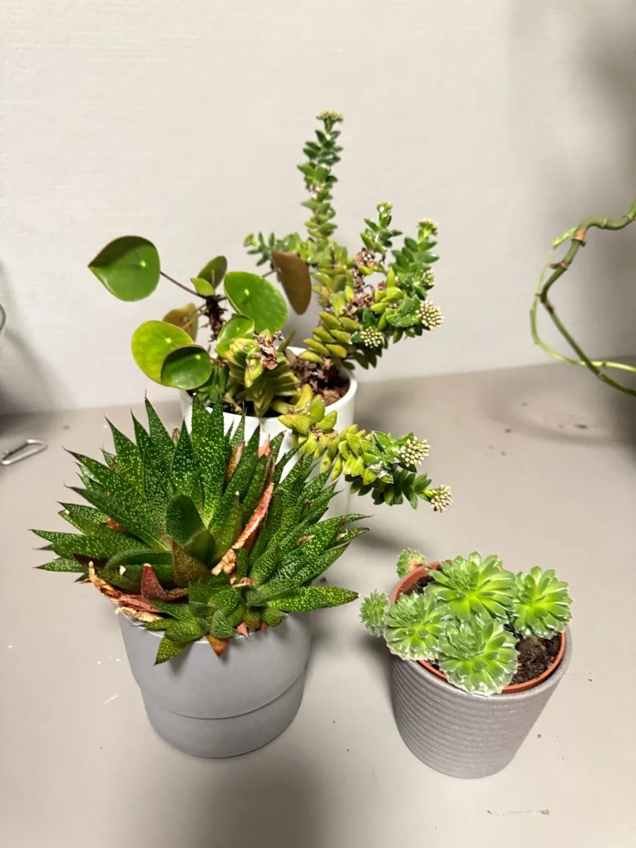 Mix of succulents. Looking for a new home