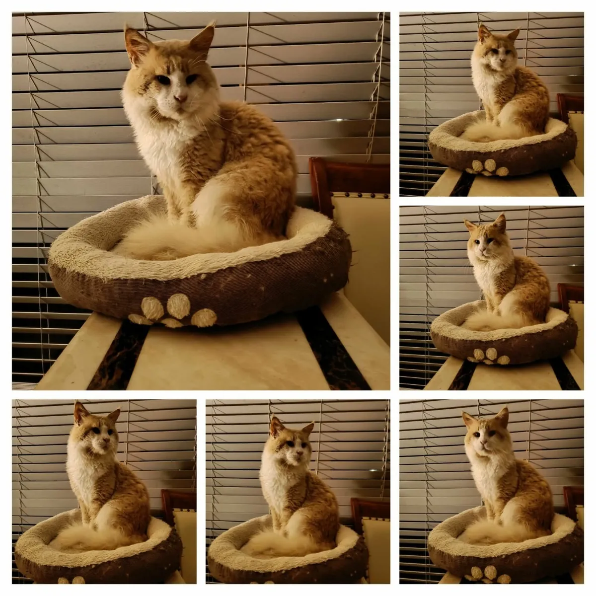 Maine Coon kitten registered with the WSFfor sale - Image 2