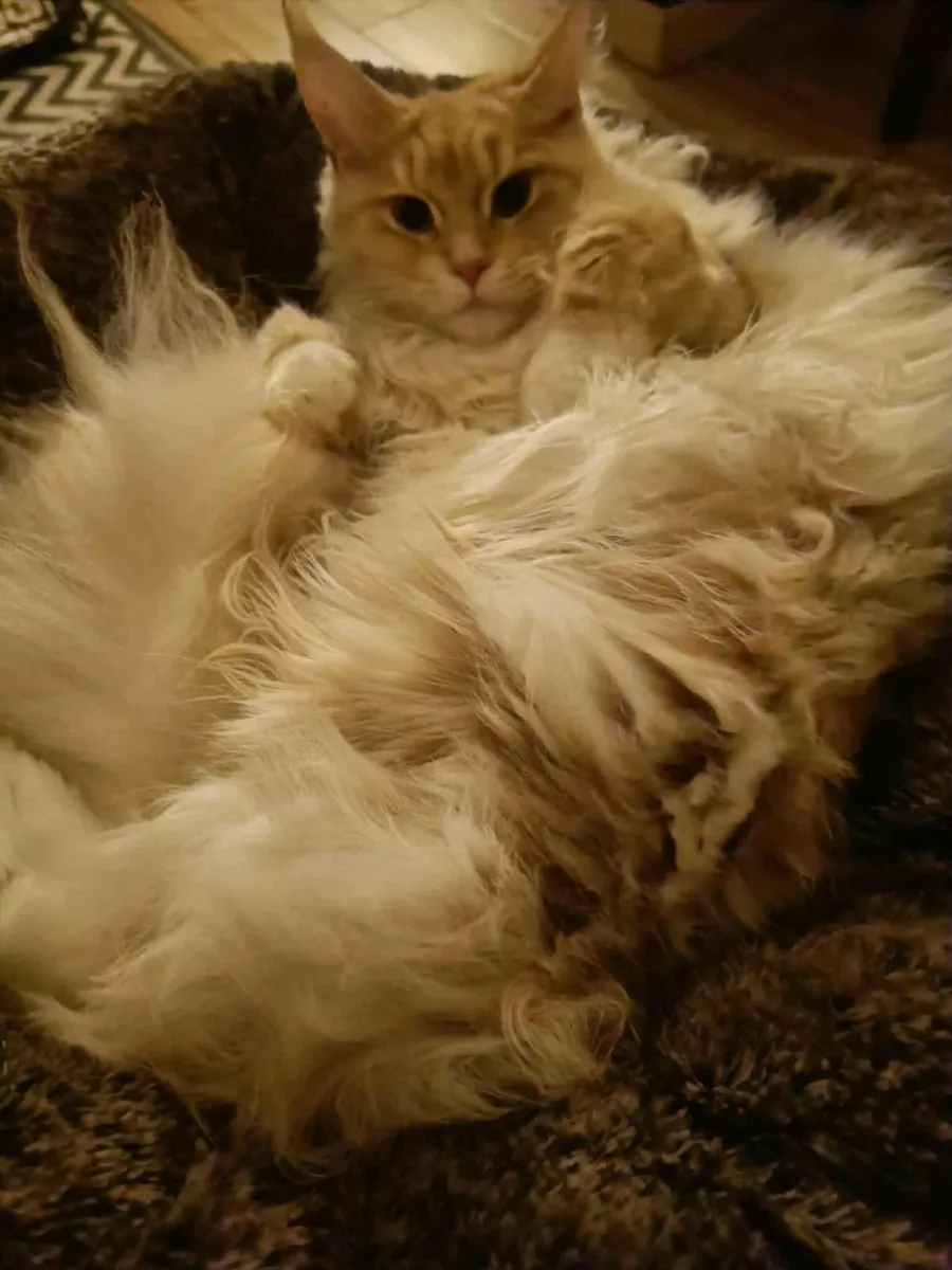 Maine Coon kitten registered with the WSFfor sale - Image 3