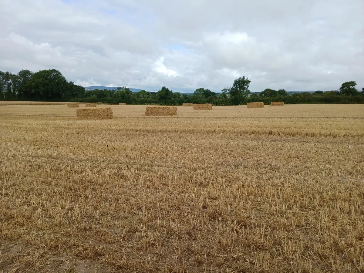 8x4x3  chopped wheaten straw - Image 2