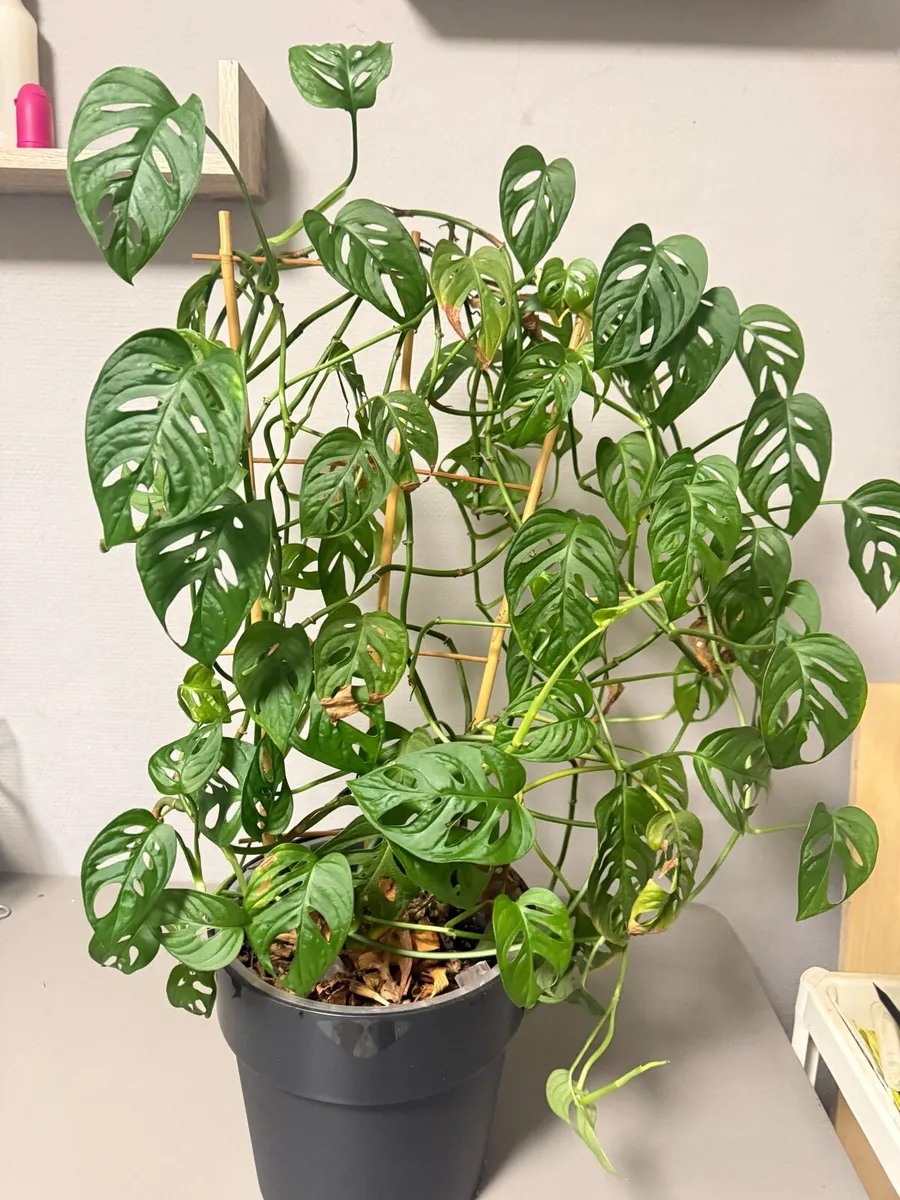 Monstera Deliciosa and Monstera Monkey leaf - Image 1
