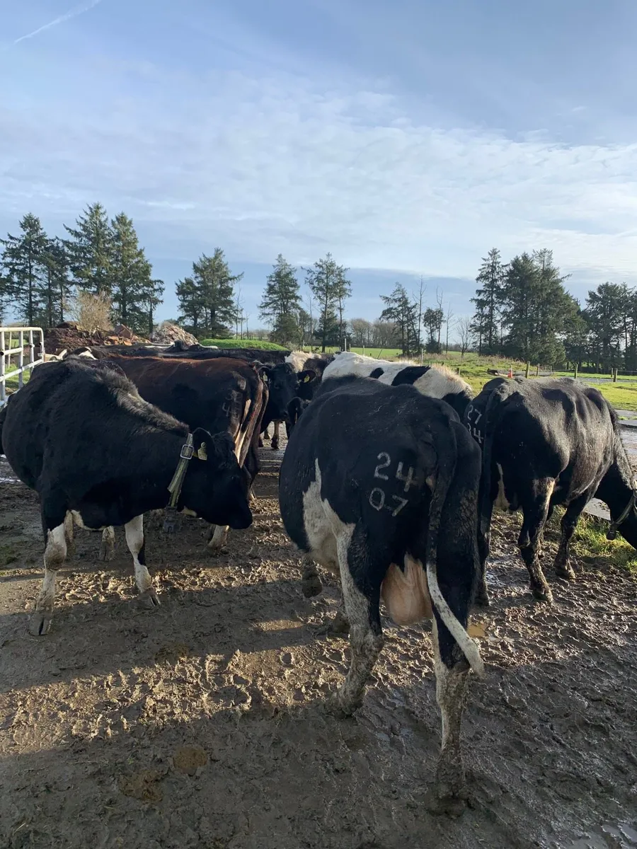 In calf heifers and cows - Image 1
