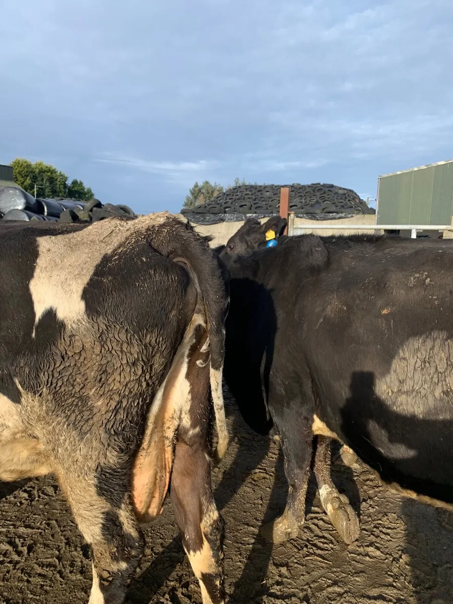 In calf heifers and cows - Image 4