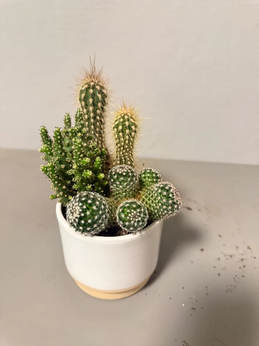 Mix of Cacti / Cactus healthy and vibrant